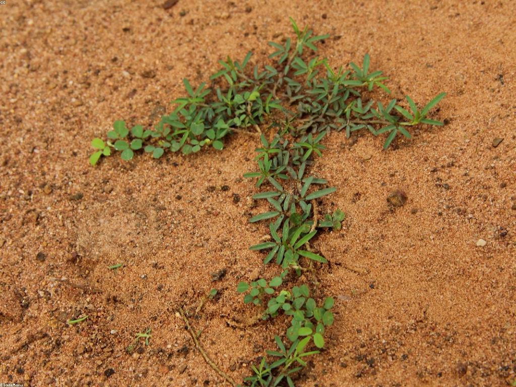 ផ្លូវអាជីពក្នុងមុខវិជ្ជាធ្វើការបាការ៉ាត់